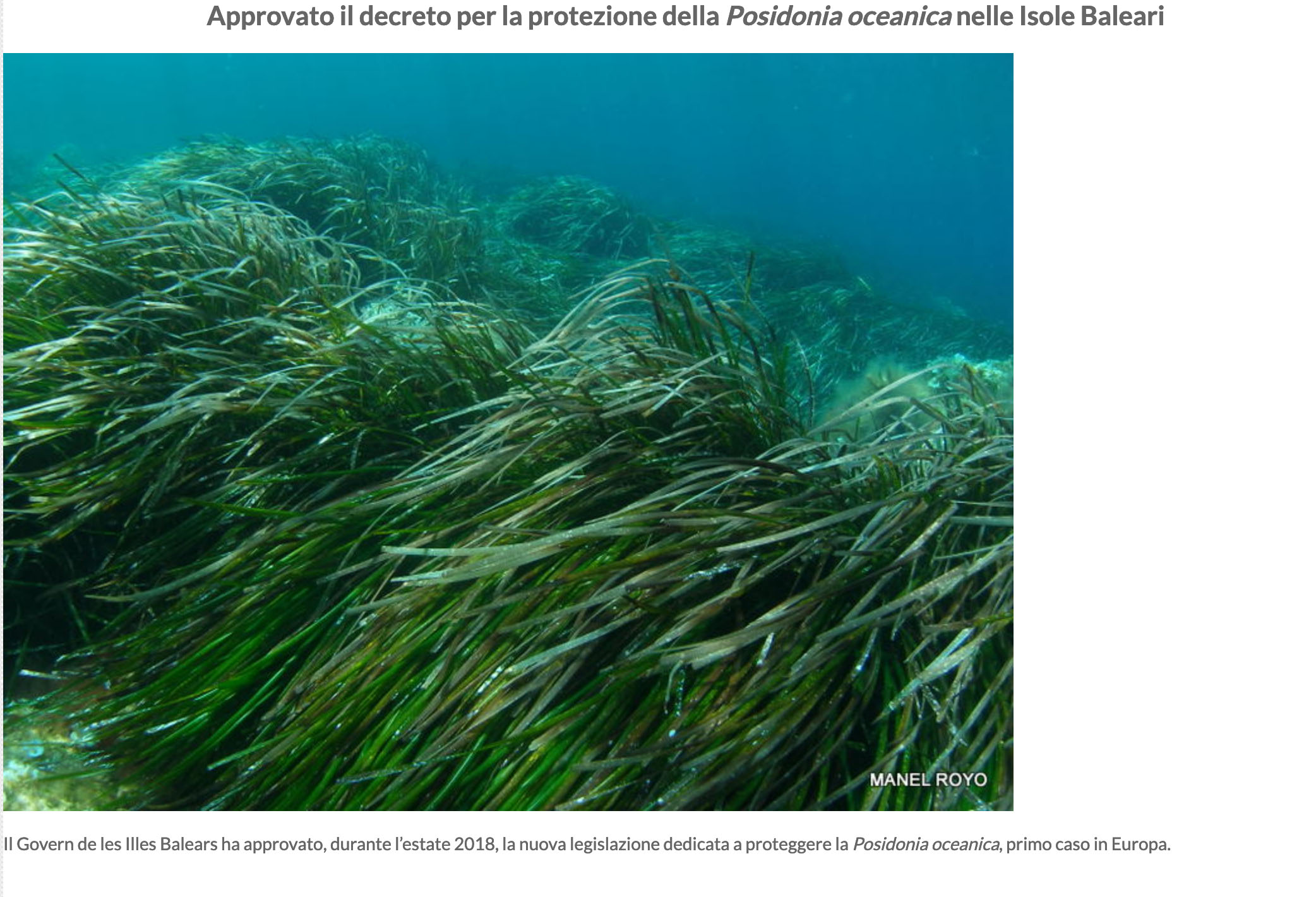Approvato il decreto per la protezione della Posidonia oceanica nelle Isole Baleari