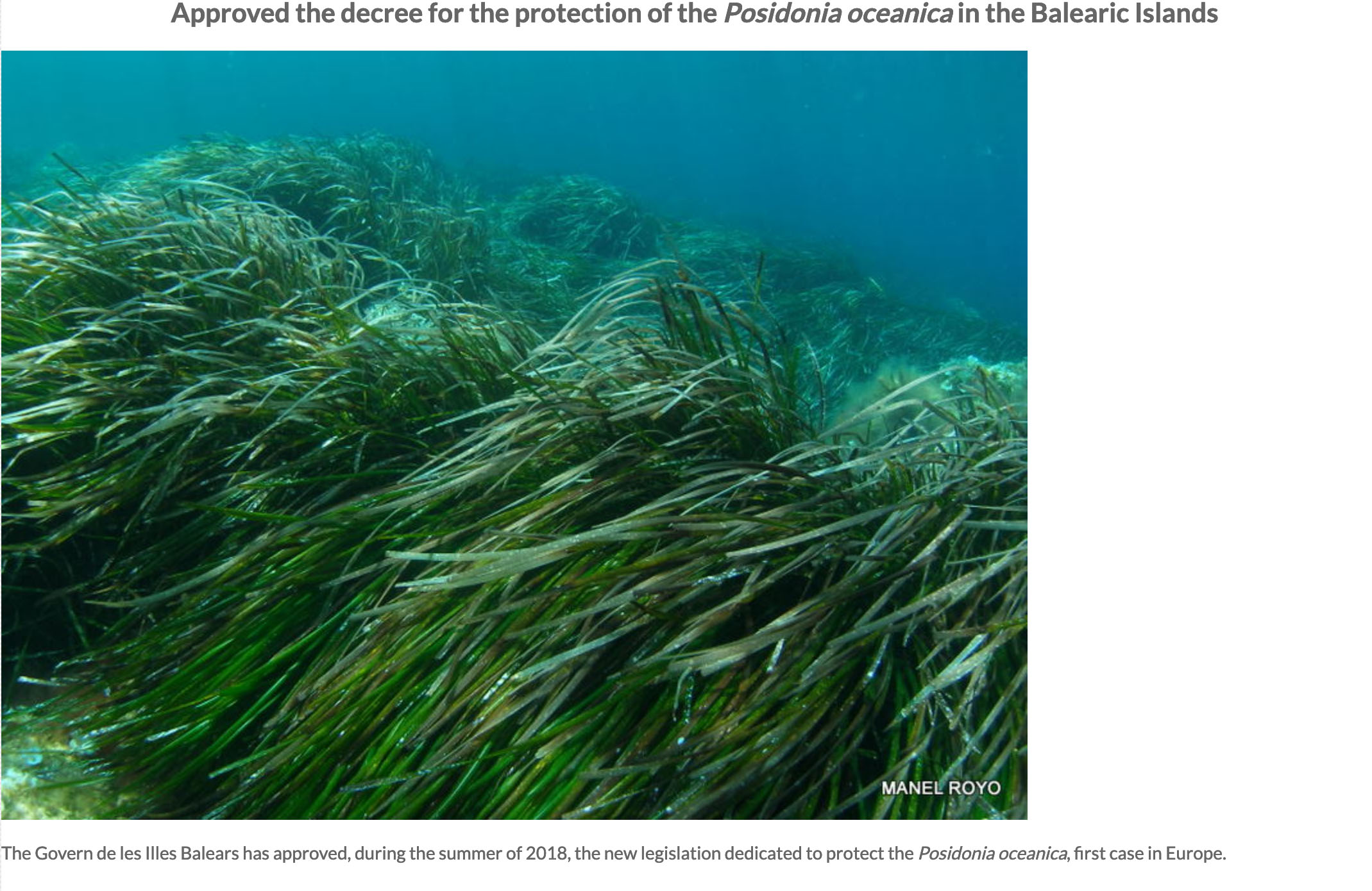 Approved Decree Posidonia oceanica