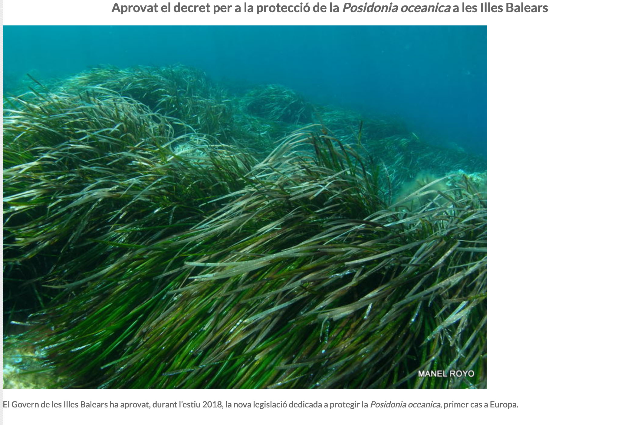 Aprovat-decret-per-a-la-protecció-de-la-Posidonia-oceanica-a-les-Illes-Balears