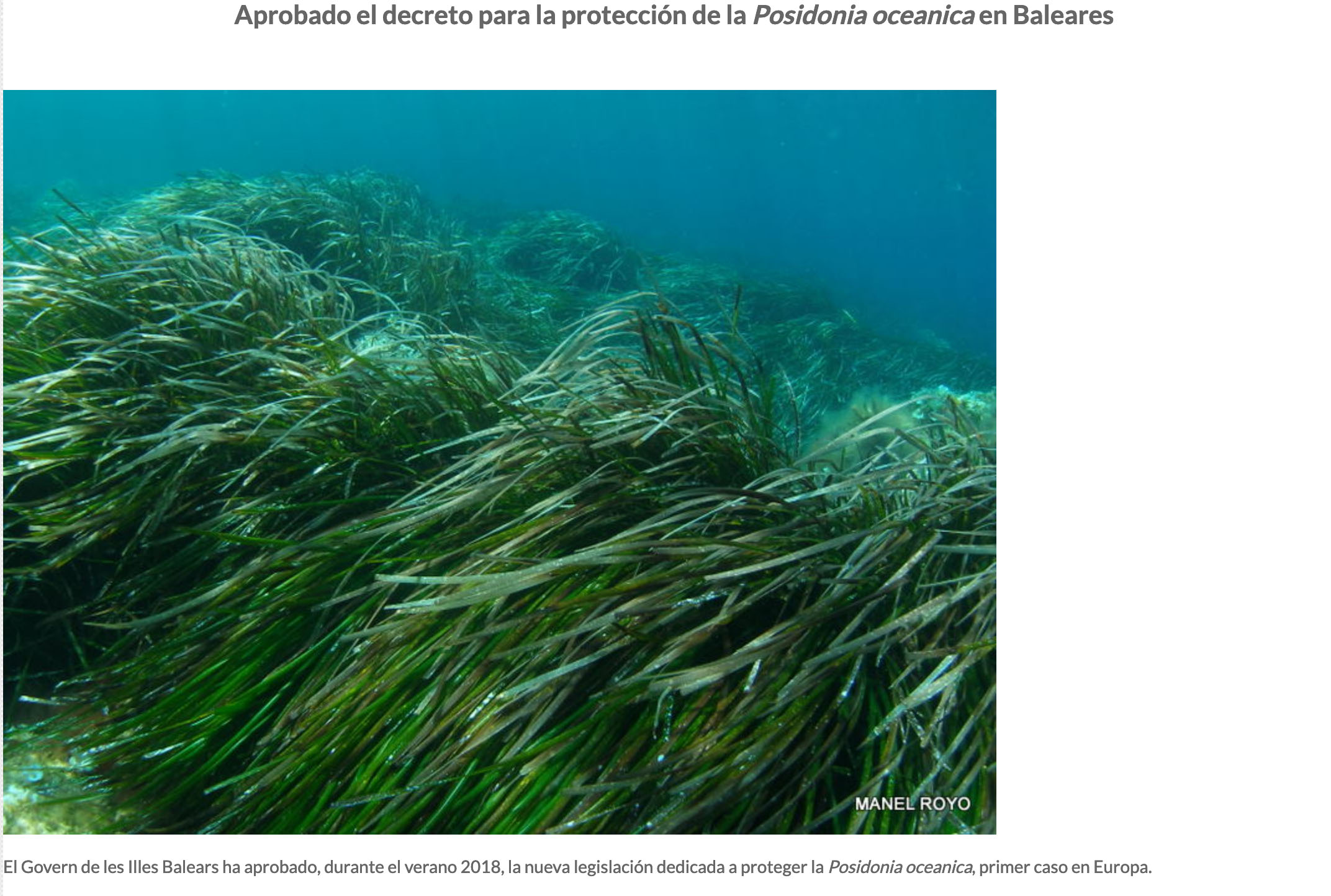 Aprobado el decreto para la protección de la Posidonia oceanica en las Islas Baleares