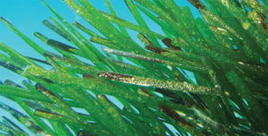 Posidonia oceanica