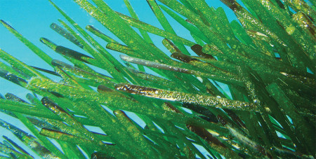 posidonia-oceanica