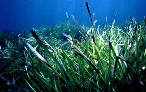 Posidonia Oceanica Posidonia Oceanica