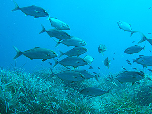 Posidonia Oceanica Posidonia Oceanica