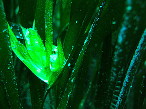 Posidonia Oceanica Posidonia Oceanica