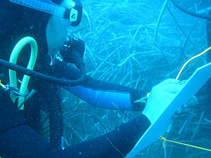 Posidonia Oceanica Posidonia Oceanica