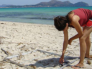 Posidonia Oceanica on the beach Posidonia Oceanica on the beach