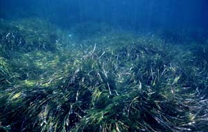 Posidonia Oceanica Posidonia Oceanica