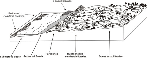 Posidonia Oceanica and the beaches Posidonia Oceanica and the beaches
